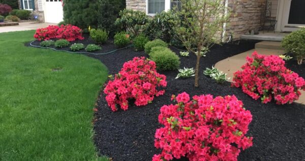Black Mulch