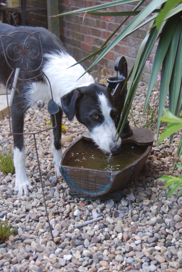 Dog Drinking from Water Fountain