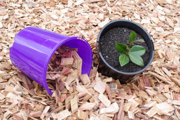 Purple bucket beside potted plant with woodchips