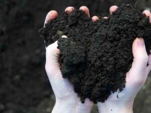 Handful of dark bulk compost, delivered in Maryland and Virginia