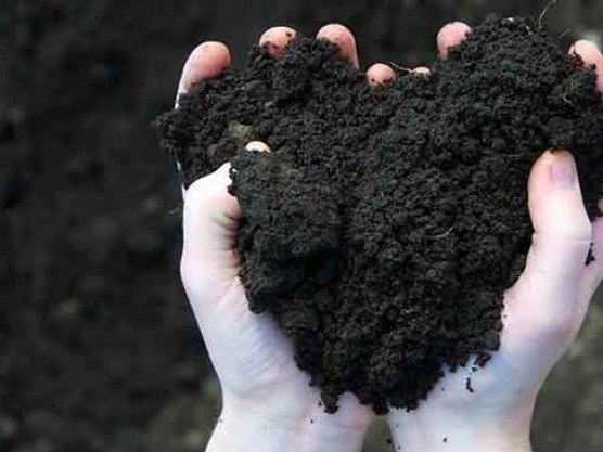 Handful of dark bulk compost, delivered in Maryland and Virginia