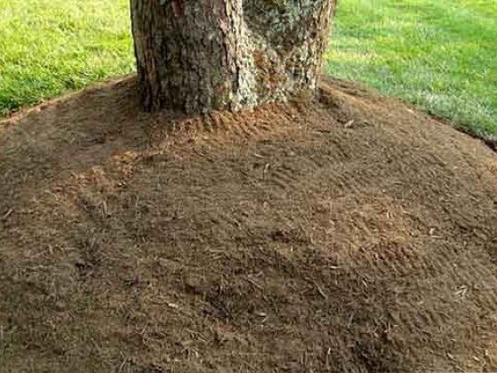 Double shredded hardwood mulch spread around a tree
