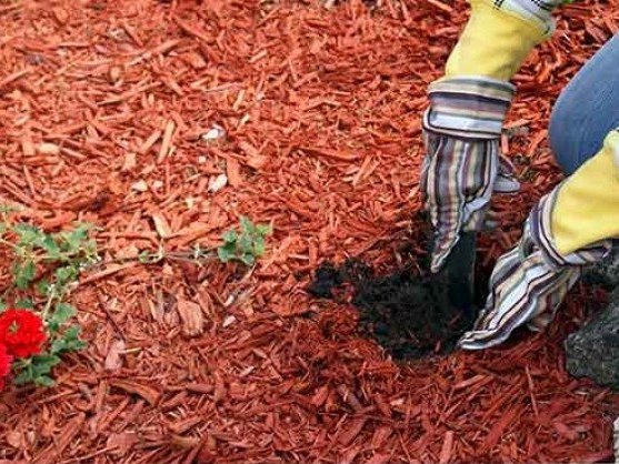 Gloved hands spreading red mulch in a flower bed
