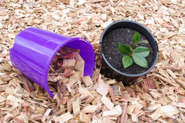 Purple bucket beside potted plant with woodchips