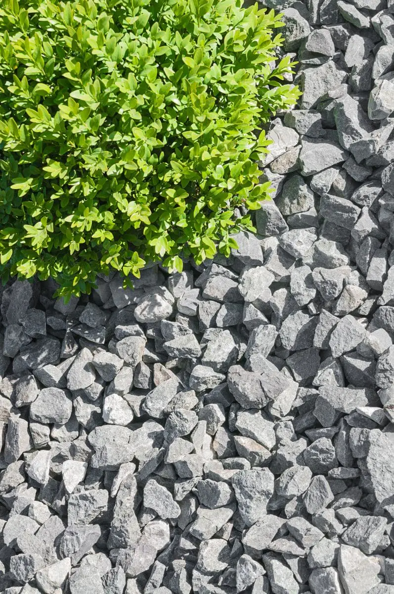 Bluestone-57-around-plant