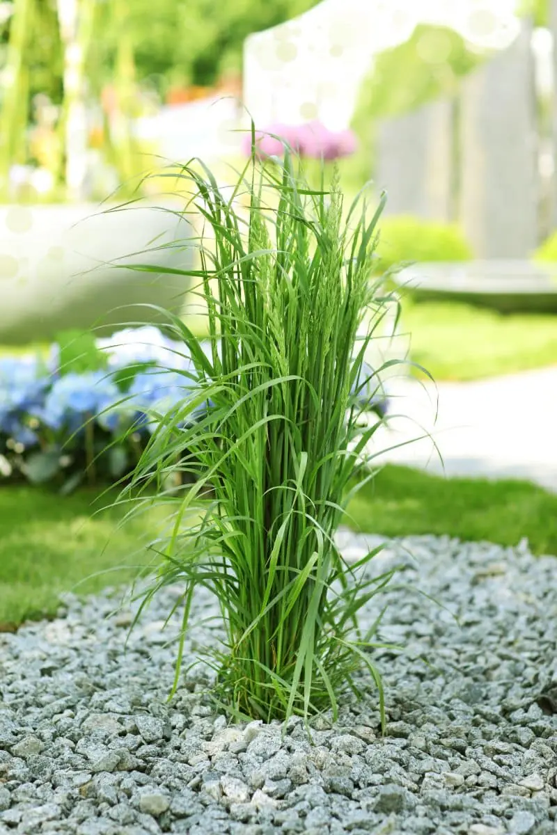 Bluestone-57-with-Plant