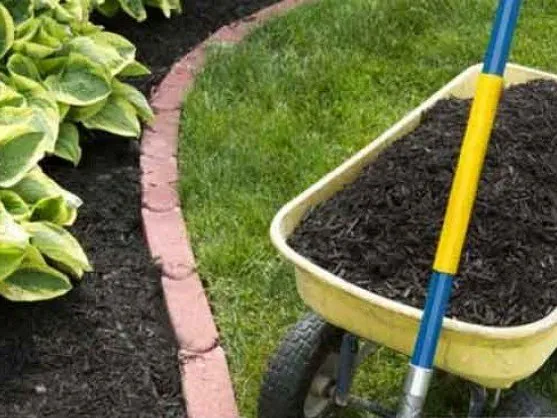 Black mulch spread in a garden bed next to a wheelbarrow