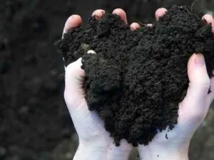 Handful of dark bulk compost, delivered in Maryland and Virginia