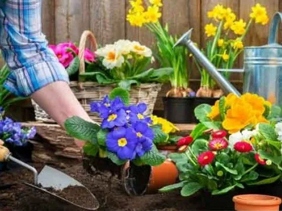 Read more about the article The Science of Soil: Best Garden Soil Products Building 1 Strong Foundation